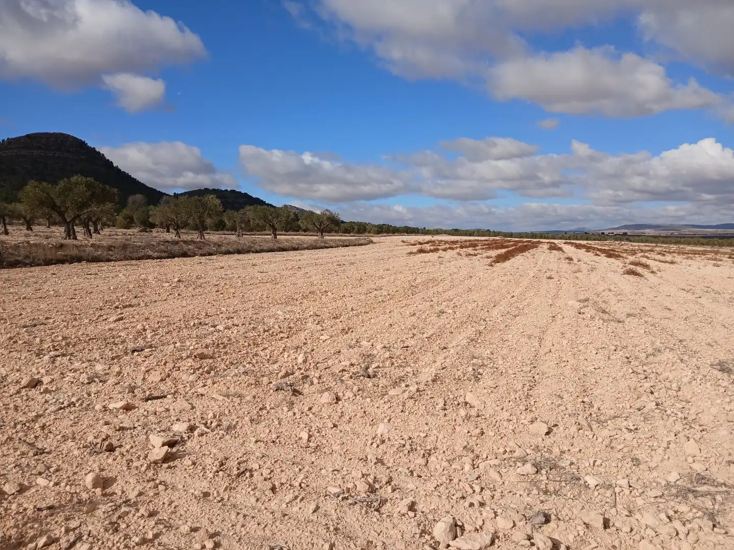 Residential land for sale in Yecla