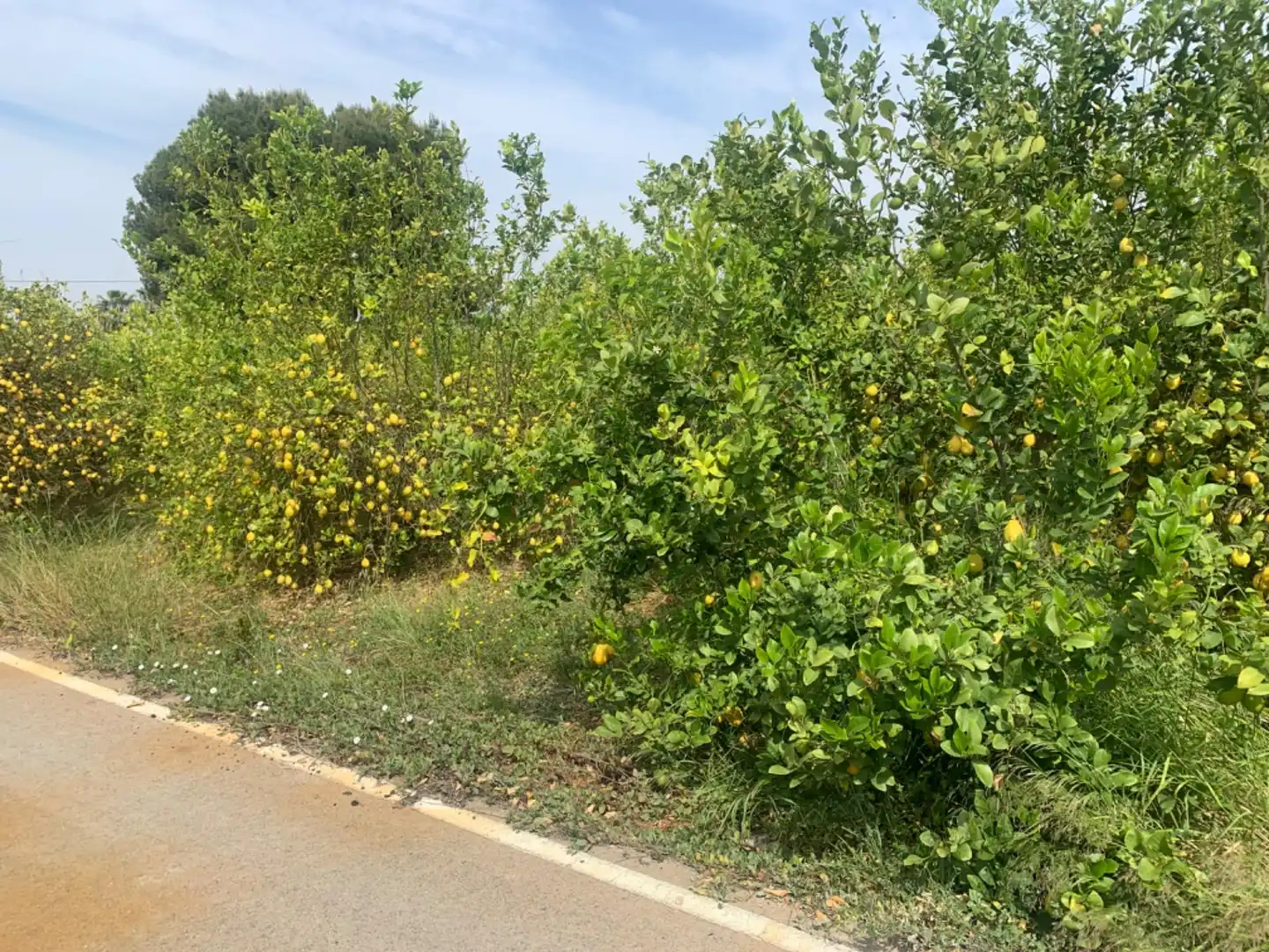 Terrenys i solars en venda a Pedanías Este, imagen 4