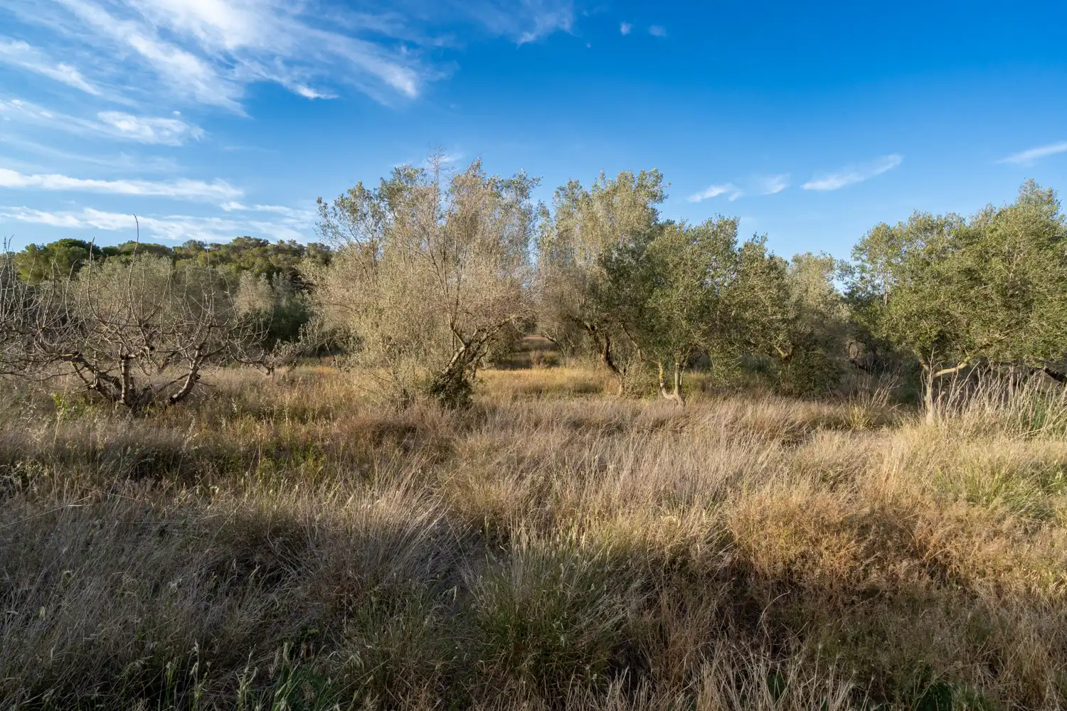 Land for sale in El Pinell de Brai