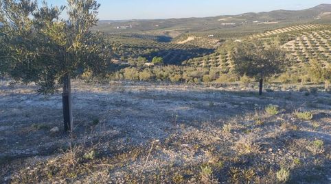 18 FANEGAS DE OLIVAR TRADICIONAL
