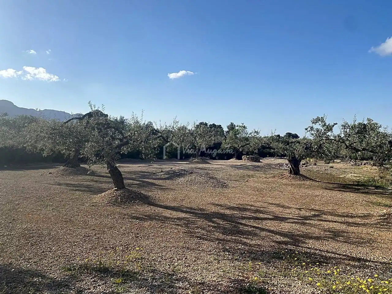 Terreno rustico in vendita a Burgà, imagen 14