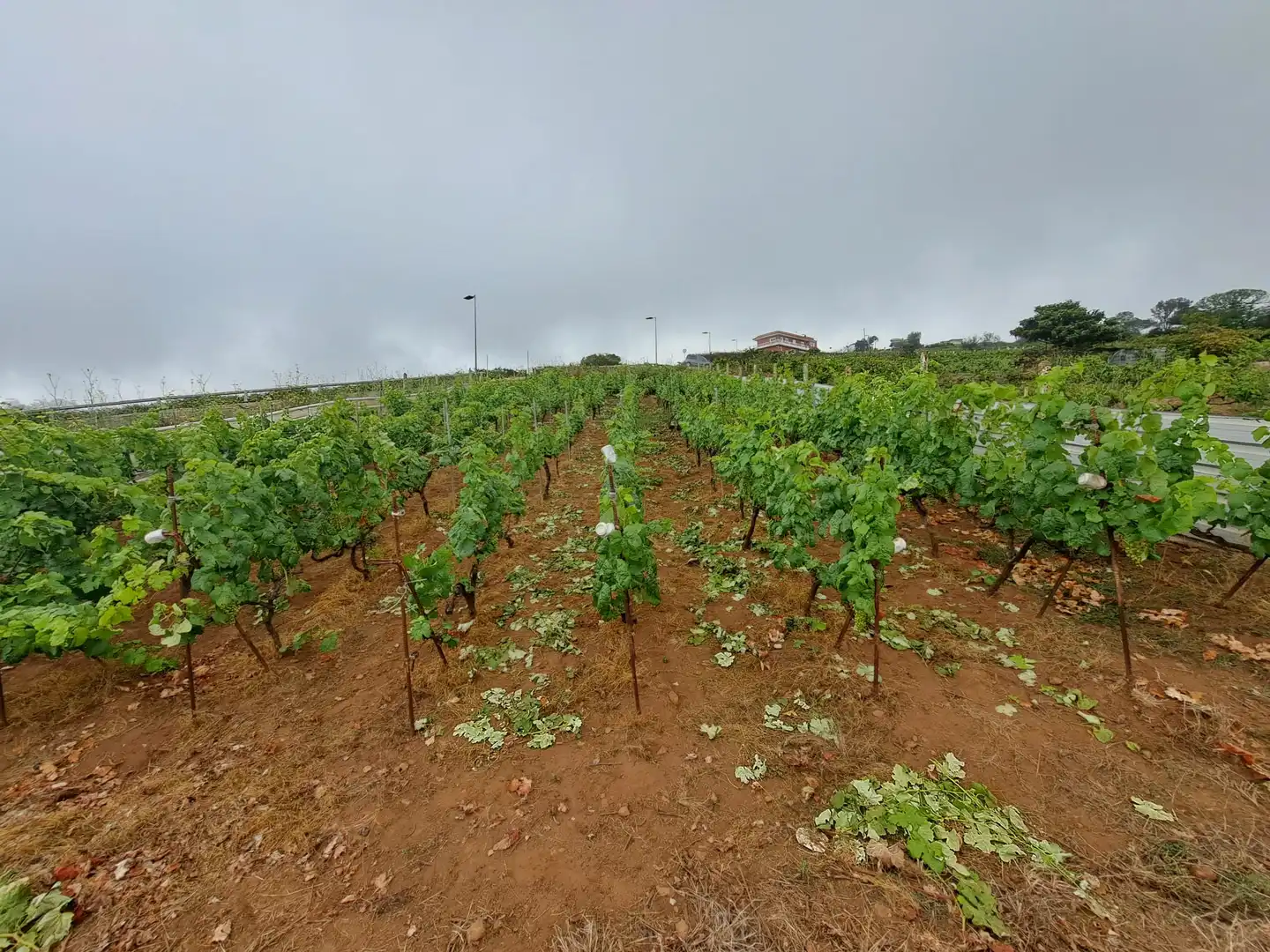 Rural land for sale in El Sauzal, imagen 5