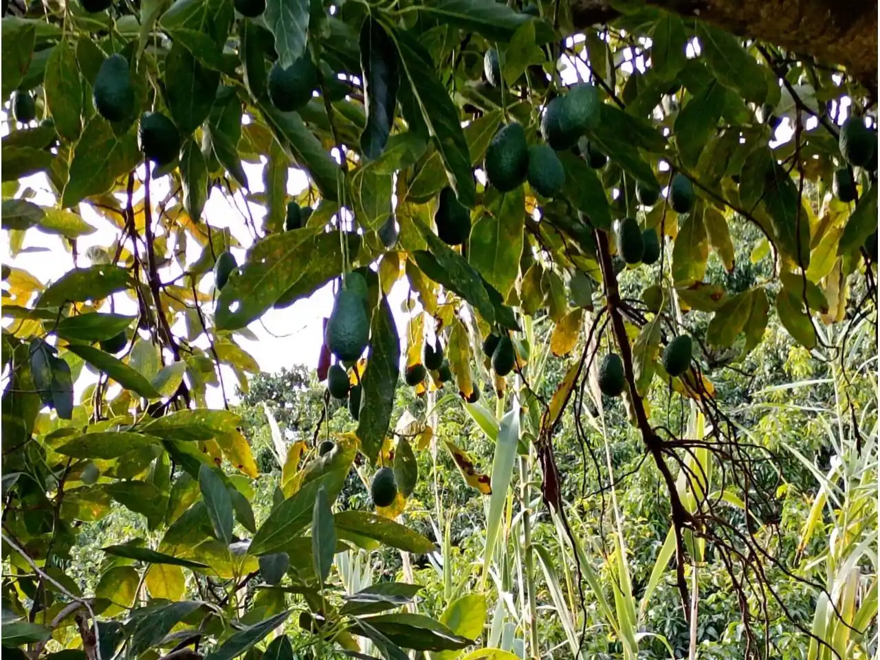 Terreni e lotti in vendita a Calle paraje, imagen 6