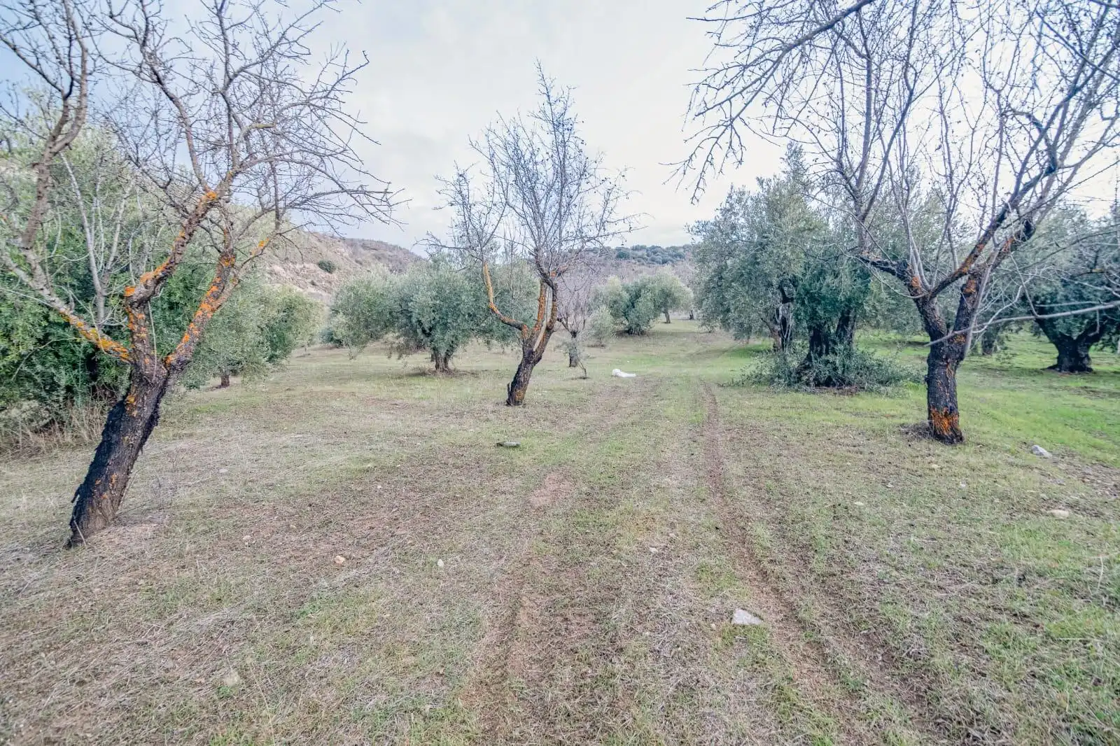 Lands and plots for sale in Autovia Pinos Genil, imagen 8