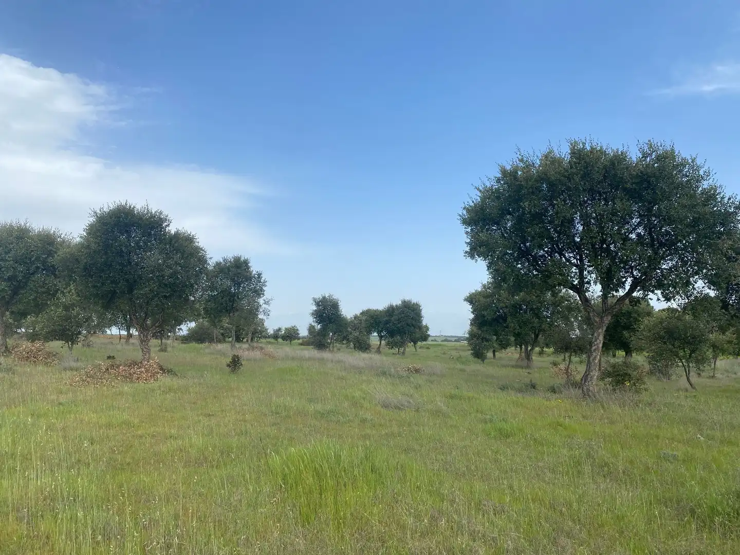 Land for sale in Oropesa