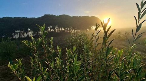 Foto 3 de Finca rústica en venda a Pelagatos - Pago del Humo, Chiclana de la Frontera