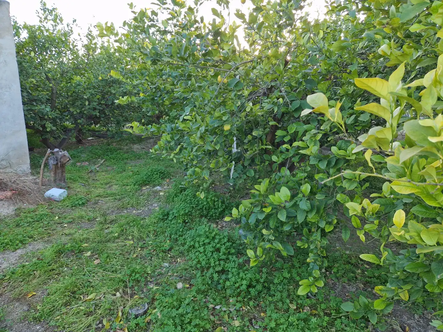 Land for sale in Villanueva del Río Segura