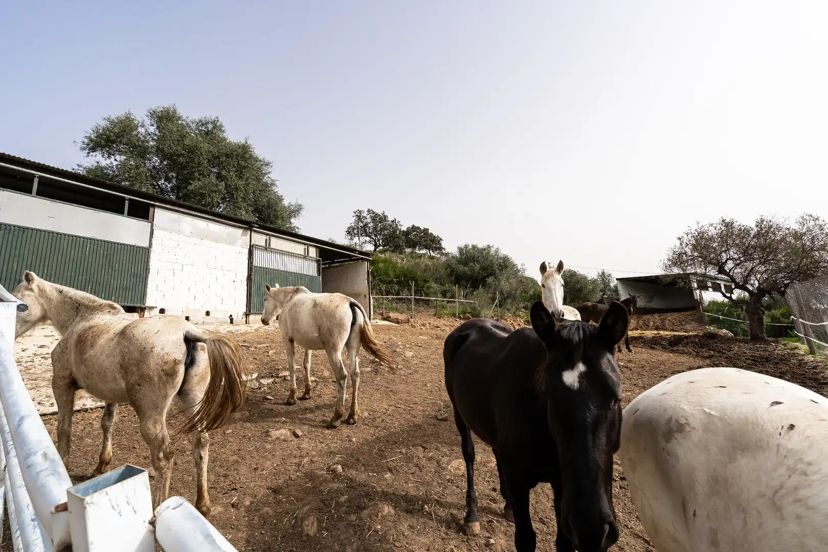 Vista exterior de Finca rústica en venta en Villanueva de la Concepción con Terraza, Piscina y Amueblado