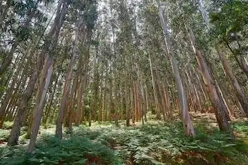 Terreno rustico in vendita a Meis