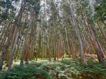 Terreno rústico en venta en Meis