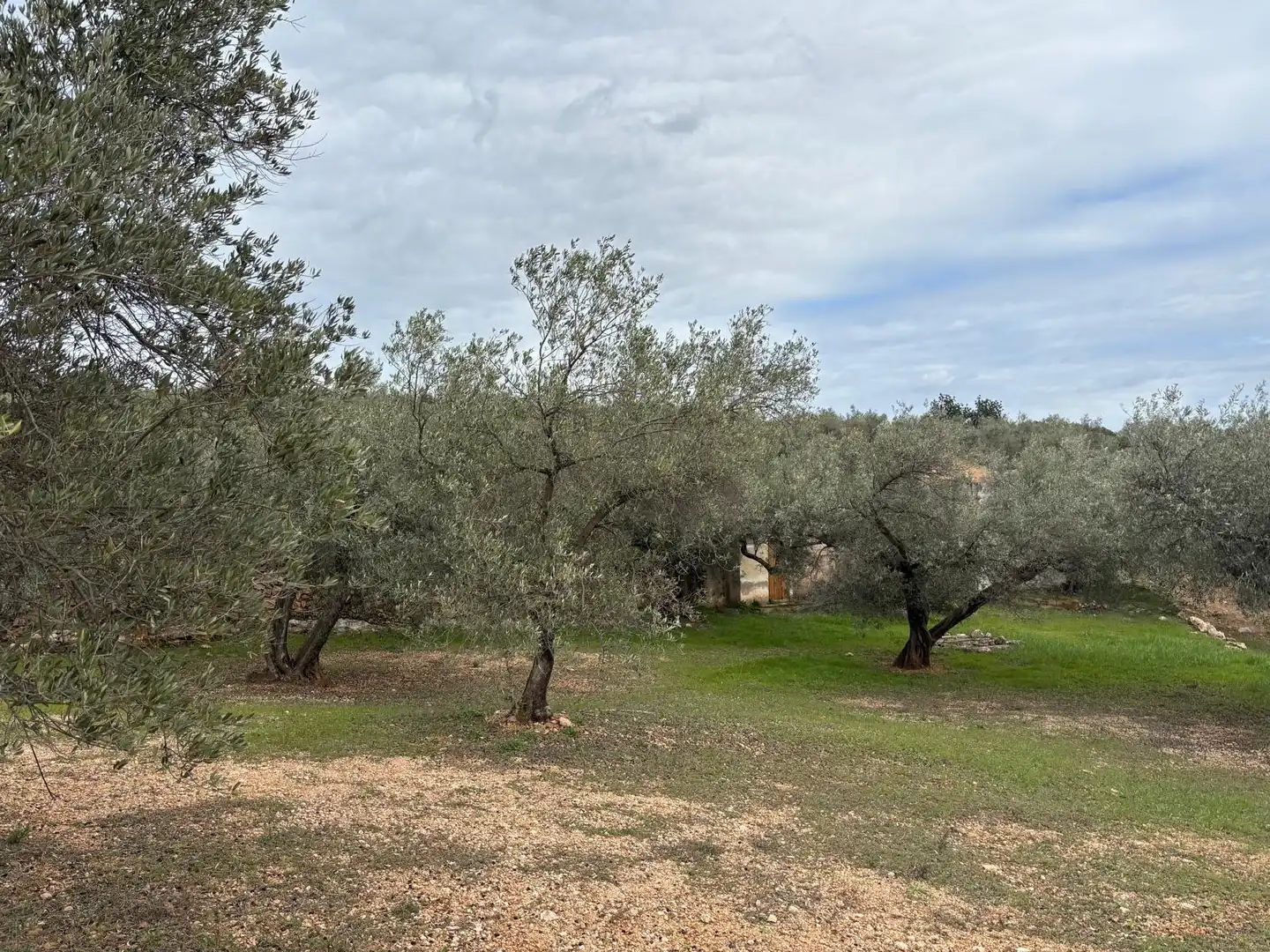 Terrain rustique à vendre à Xerta, imagen 6