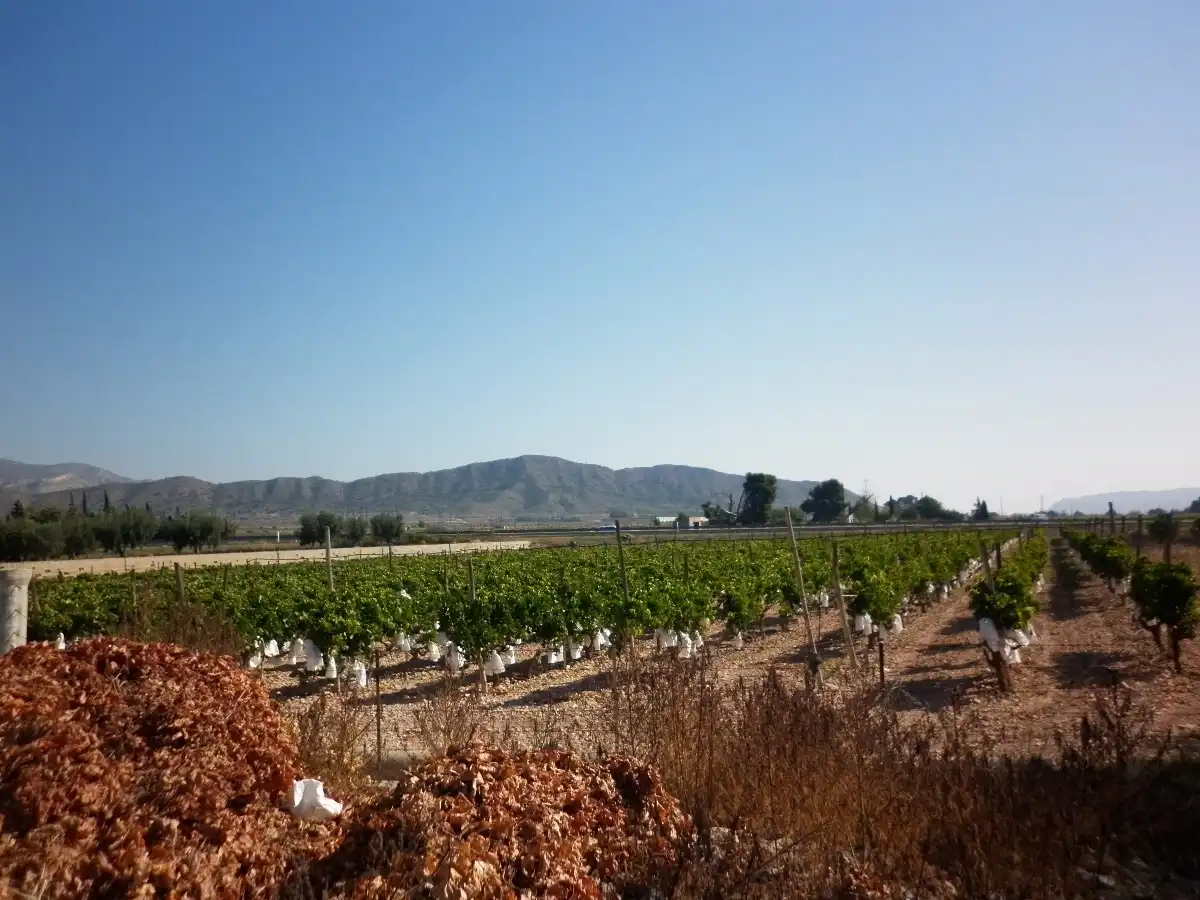 Rural land for sale in Novelda, imagen 9