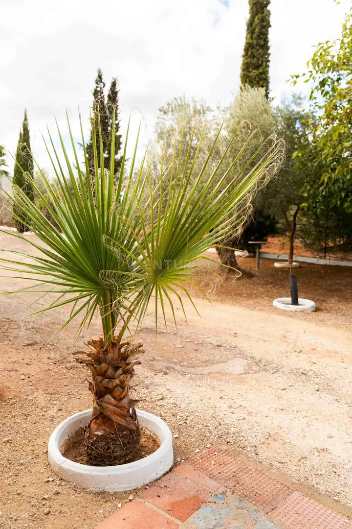 Casa o chalet en venta en Polígono 15 Parcela 60 EL VINCULO. CAMPILLOS (MÁLA, -1, Campillos