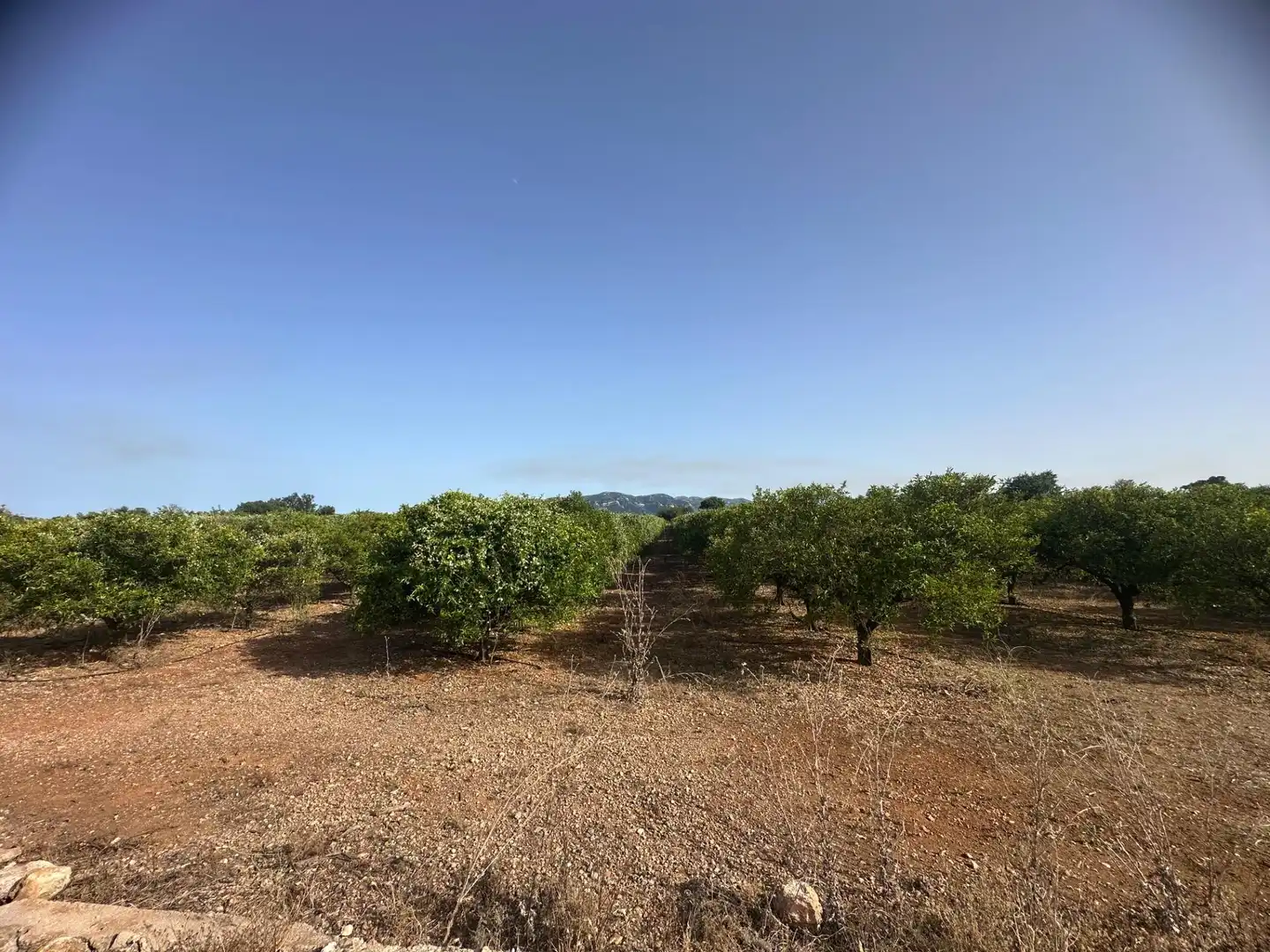 Rural land for sale in Masdenverge, imagen 14