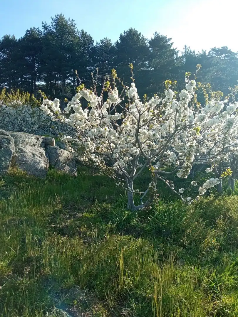 Garten von Residential zum Verkauf in El Hornillo 
