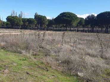 Terreny residencial en venda a Aldeamayor de San Martín