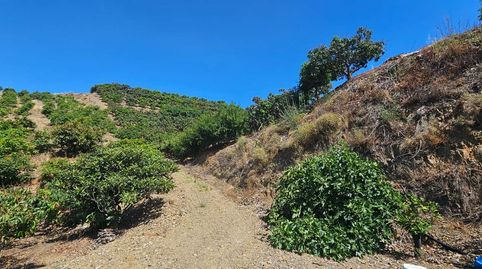 Foto 3 de Finca rústica en venda a El Limonar, Vélez-Málaga
