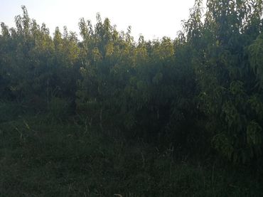Terreno rustico in vendita a Puigverd de Lleida
