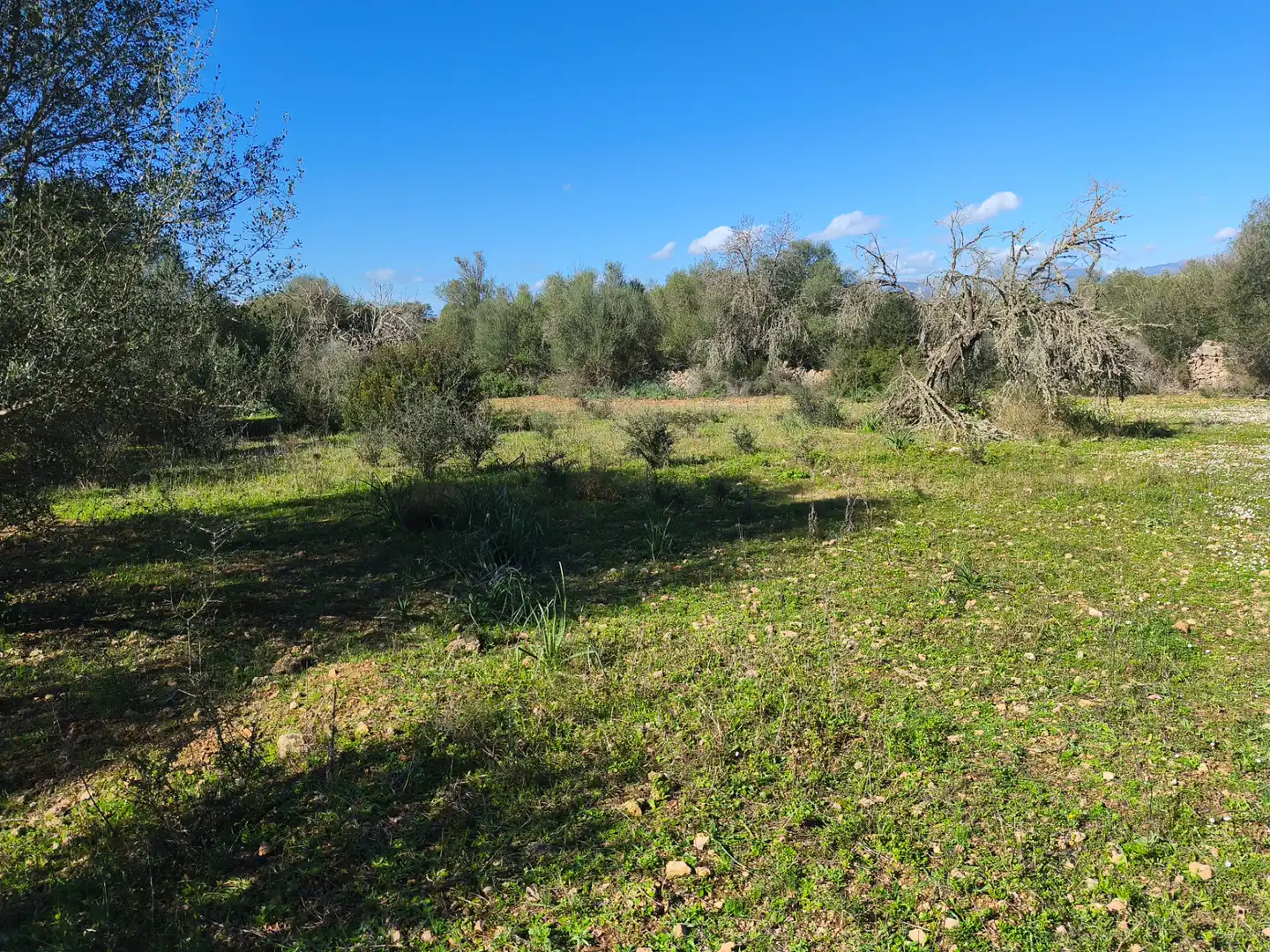 Terreno residencial en venta en Carrer Ruberts 24, imagen 3
