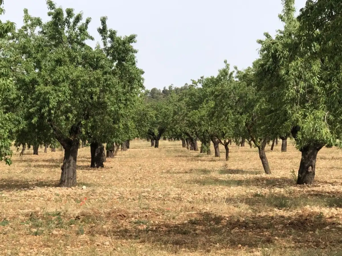 Rural land for sale in Horta de Sant Joan, imagen 2