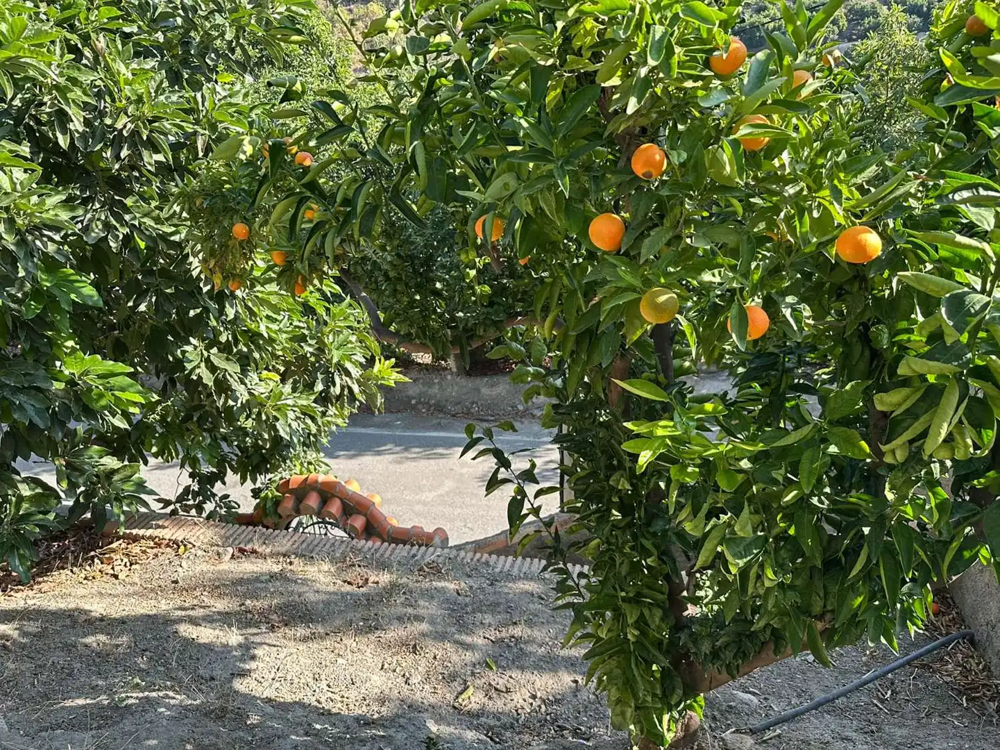 Jardín de Apartamento en venta en Los Guájares con Terraza y Alarma