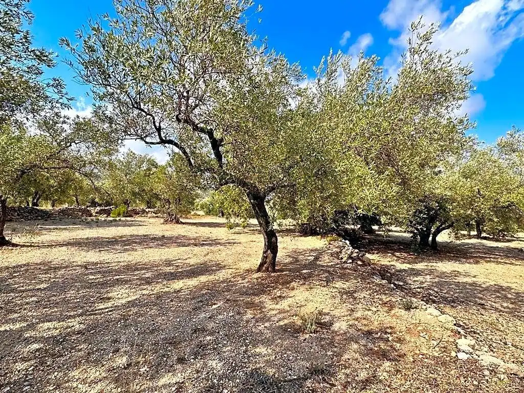 Terreno rústico en venta en Mas de Barberans, imagen 3