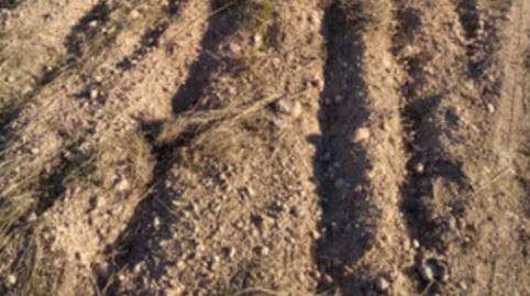 SE VENDE FINCA AGRÍCOLA DE 1.160 HECTÁREAS, Bild 5
