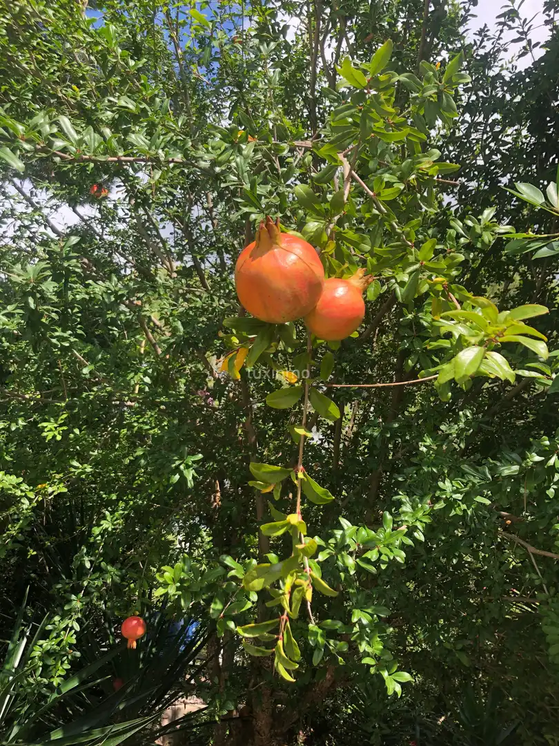 Jardí de Casa o xalet de lloguer en Sant Josep  