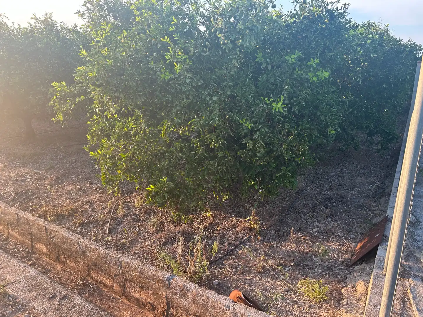 Terreny rústic en venda a Palma de Gandia, imagen 3