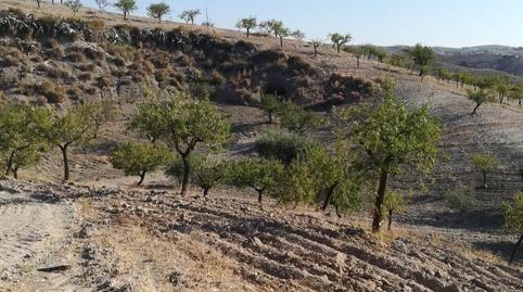 Foto 3 de Casa o chalet en venta en Nogalte, Murcia