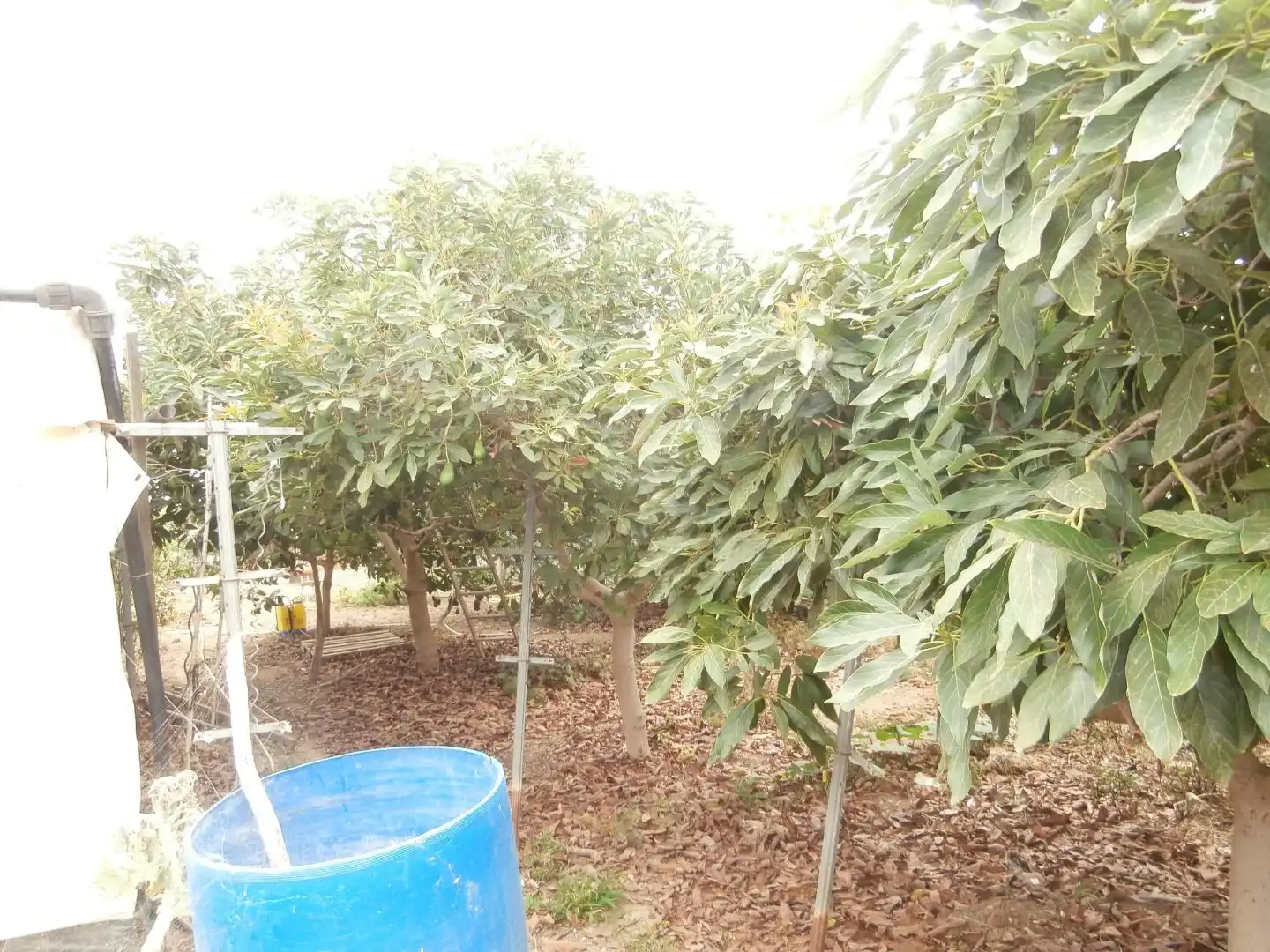 Finca rústica en venda a Camino Frontón, 147, Moya (Las Palmas)