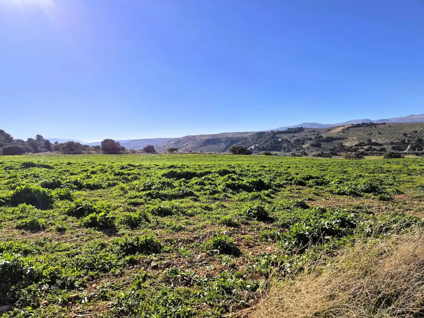 Rural land for sale in Alhama de Granada, imagen 17
