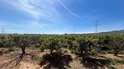 FINCA REGADÍO CON PLANTACIÓN DE CAQUÍS, immagine 5
