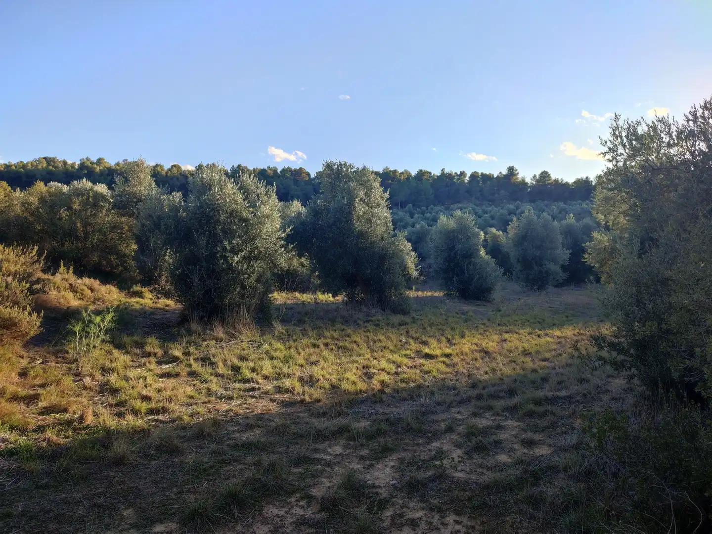 Terreno rústico en venta en Cervià de Les Garrigues, imagen 46