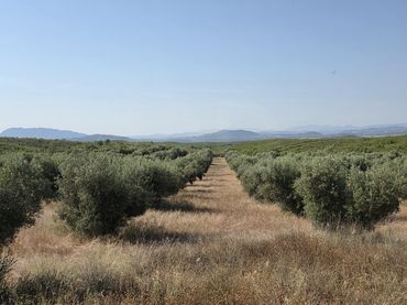 Rural land for sale in Moratalla