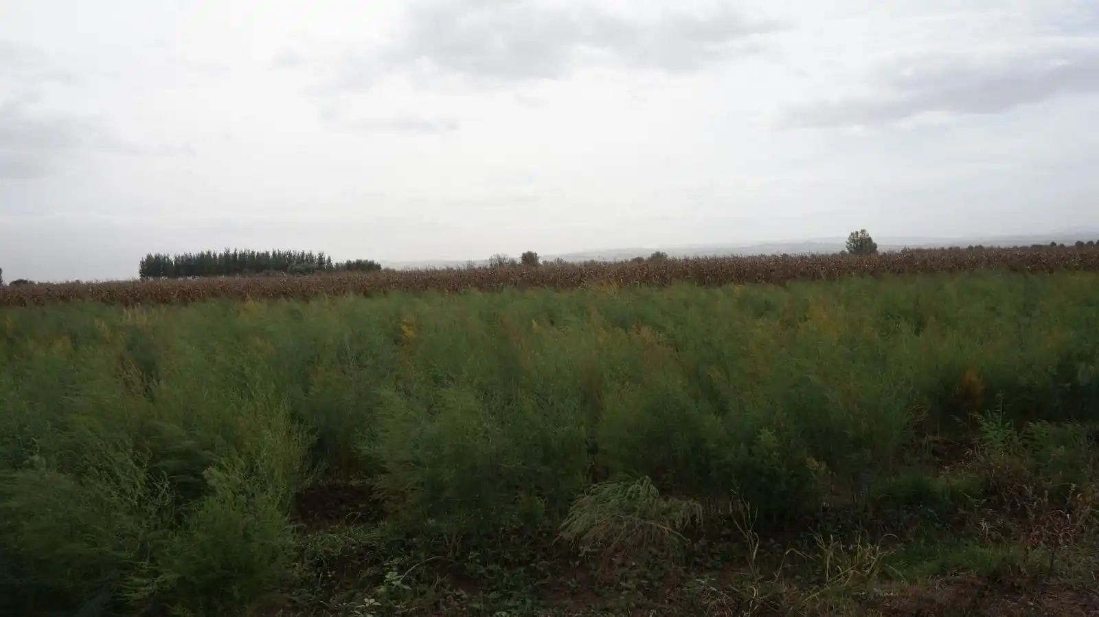 Rural land for sale in Pinos Puente, imagen 13