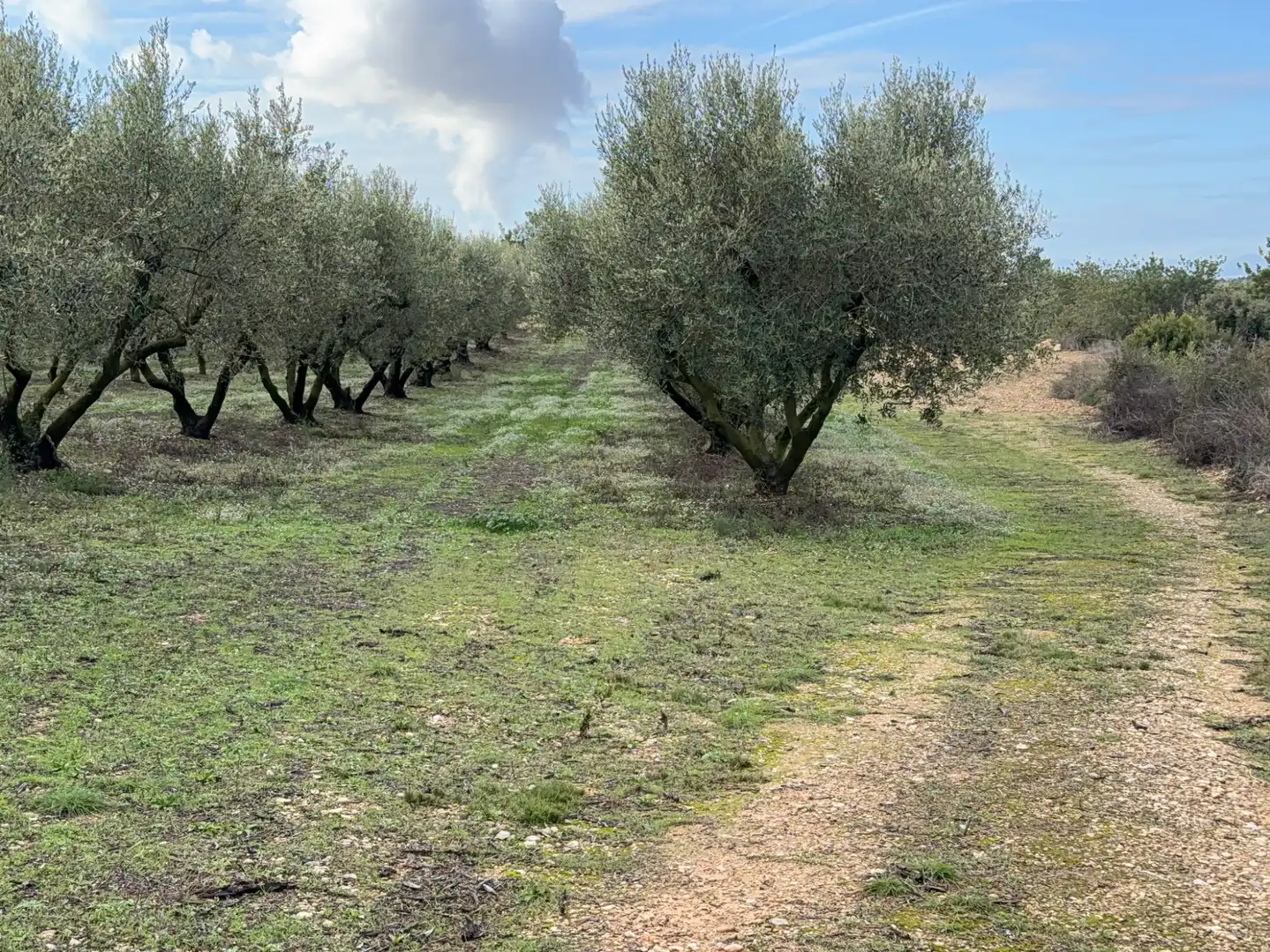 Terrain rustique à vendre à Cami Futbol 14A, imagen 18