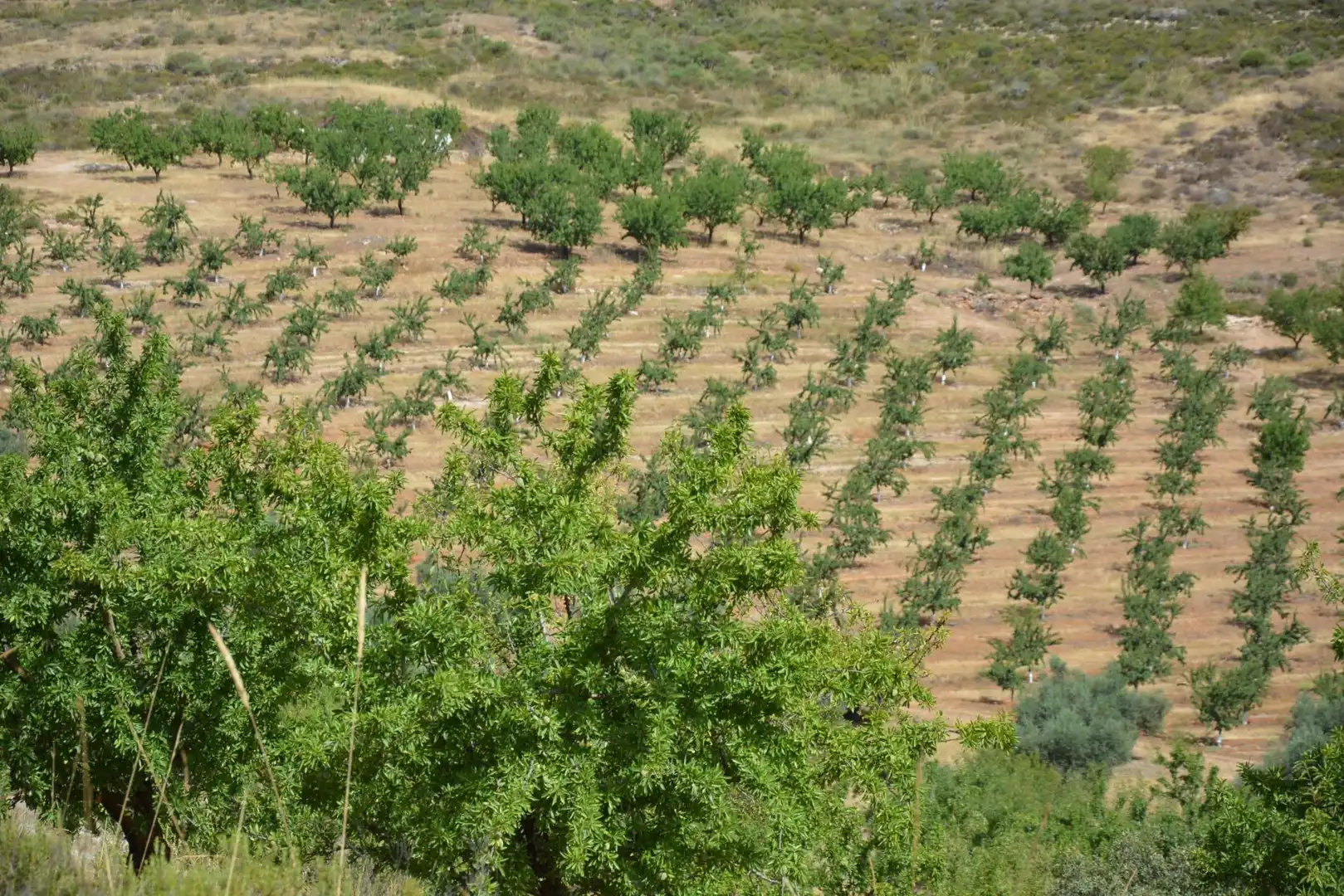 Garden of Land for sale in Padul
