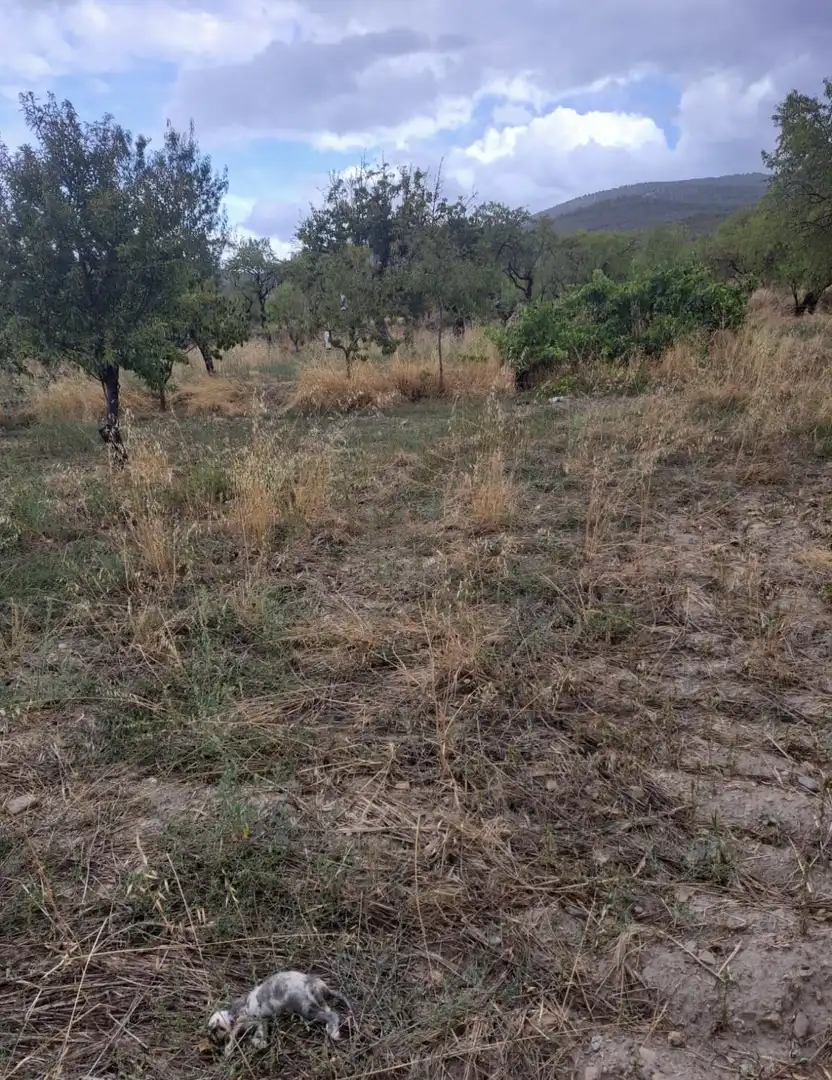 Lands and plots for sale in Lanteira, imagen 6
