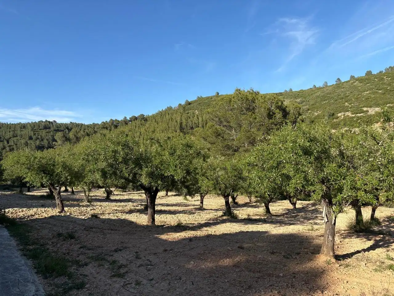 Finca rústica en venda en Buñol amb Jardí privat, Terrassa i Traster