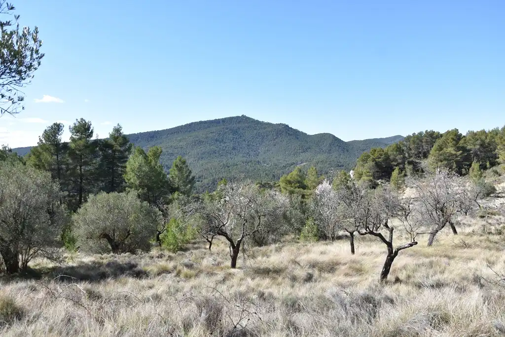 Land for sale in Fuentespalda