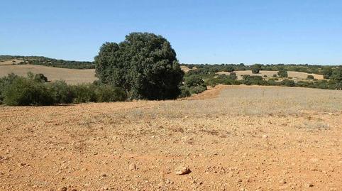 Photo 3 of Land for sale in San Antonio Abad, Albacete
