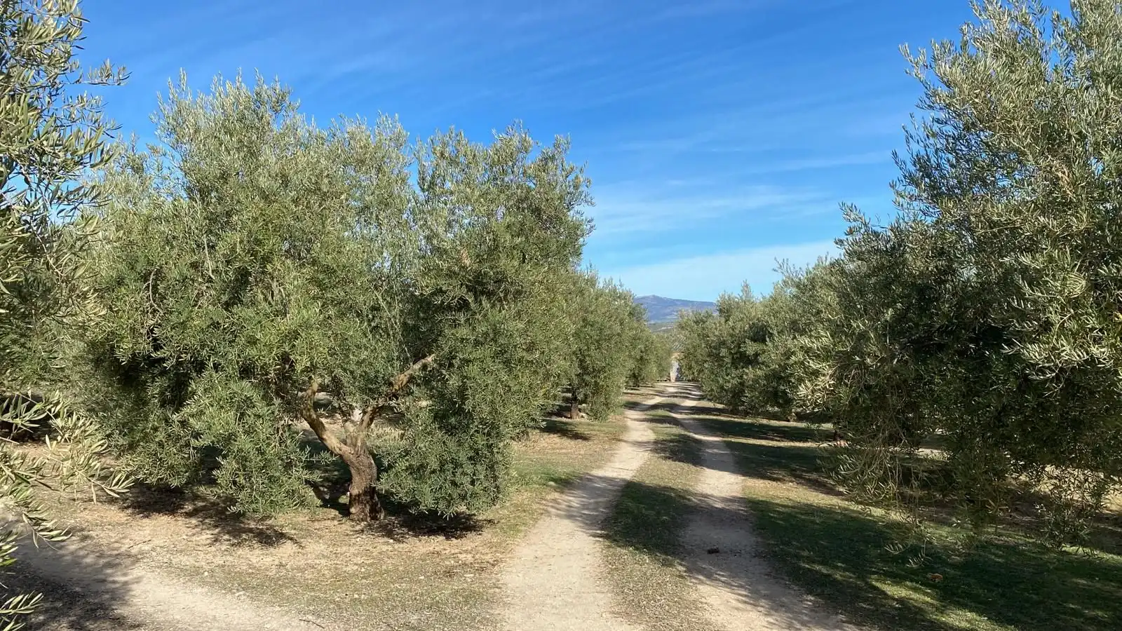 Terreny rústic en venda a Píñar, imagen 16