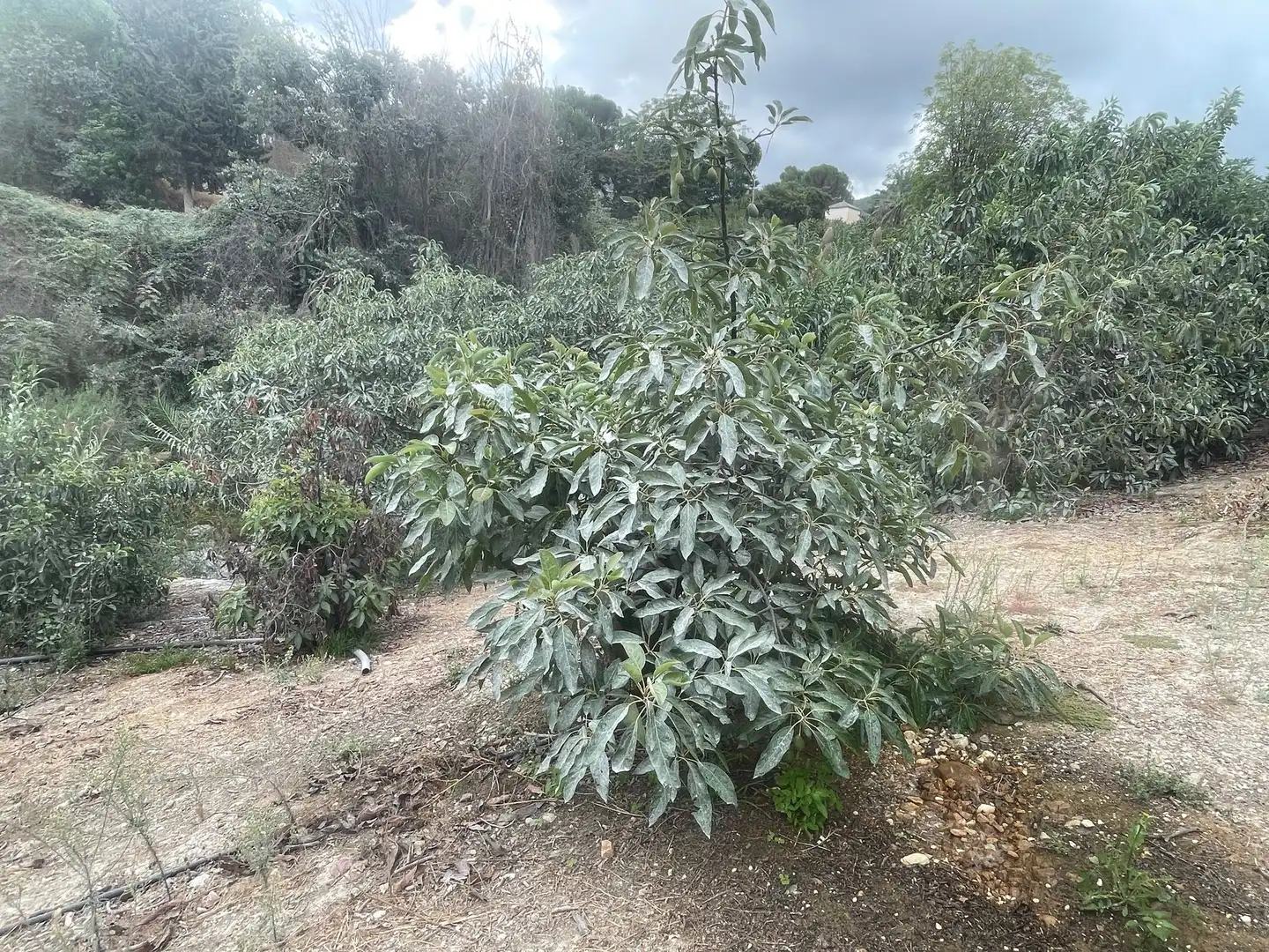 Terreni e lotti in vendita a Coín, imagen 12