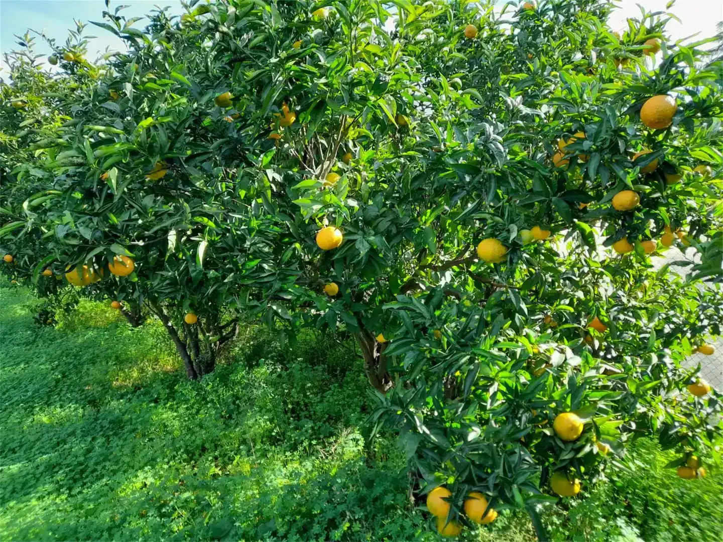 Jardí de Finca rústica en venda en Llocnou de Sant Jeroni amb Jardí privat, Piscina i Moblat