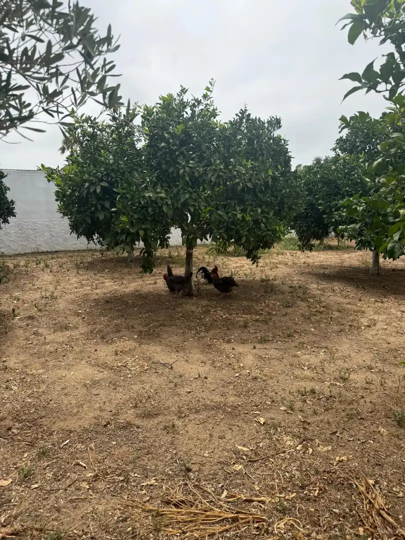 Casa o xalet en venda a Cuatro Pinos - El Carmen