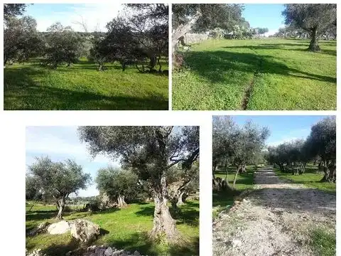 Terreni e lotti in vendita a Calle Baja 31