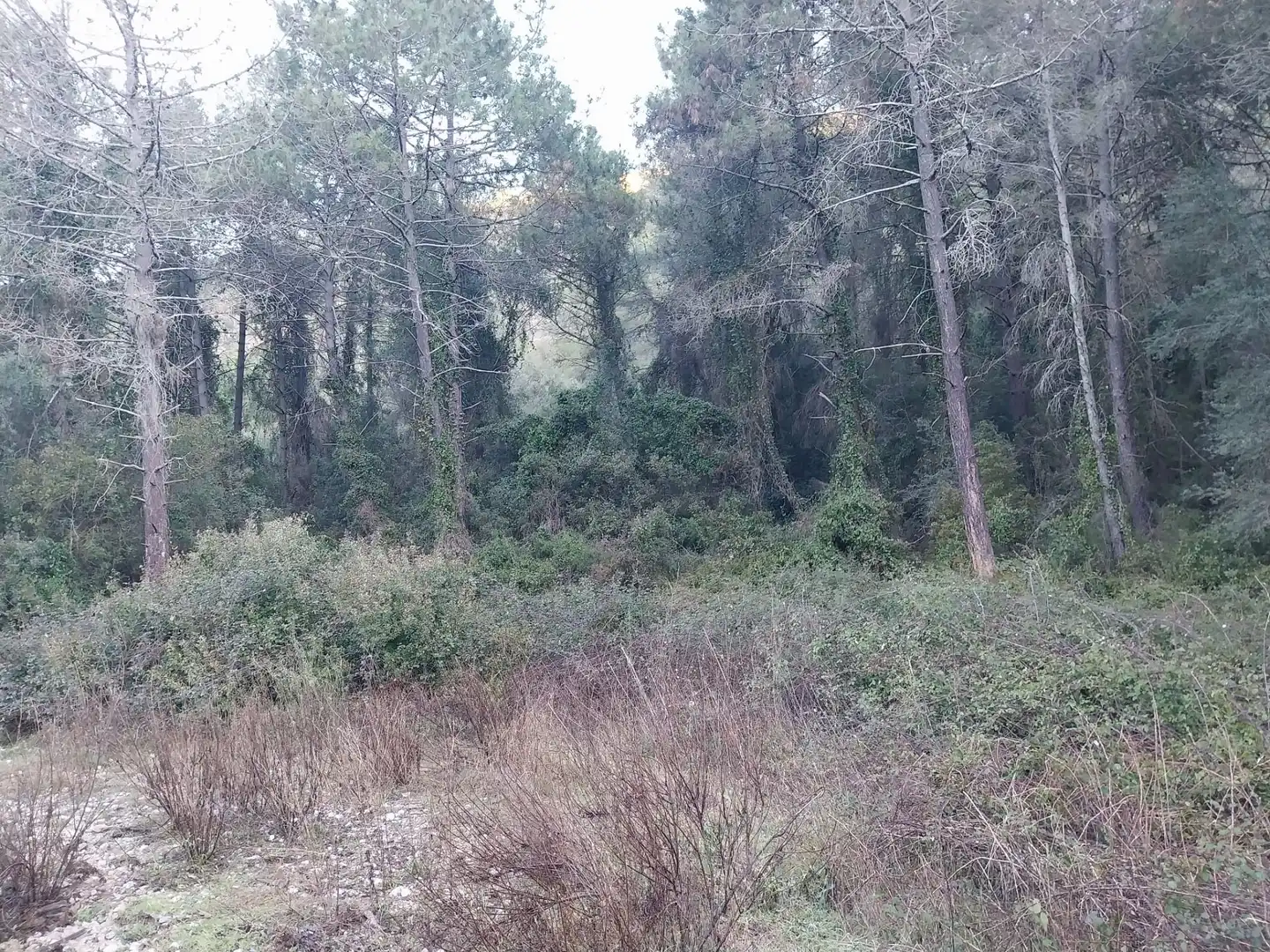 Terreny rústic en venda a Plaça Poligono 2