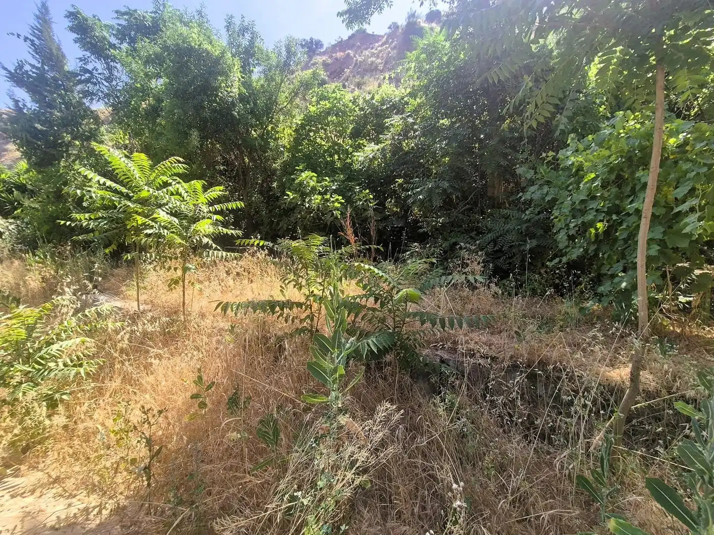Terreny rústic en venda a Loja, imagen 4