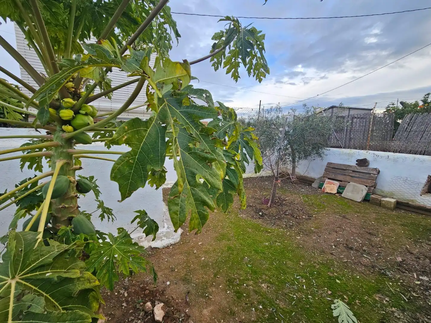 Jardí de Local en venda en Fuente Álamo de Murcia